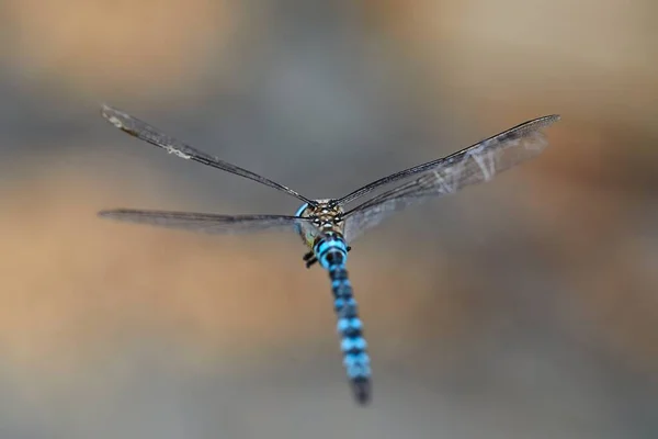 Dragonfly Macro Flight Shot Midden Lucht — Stockfoto