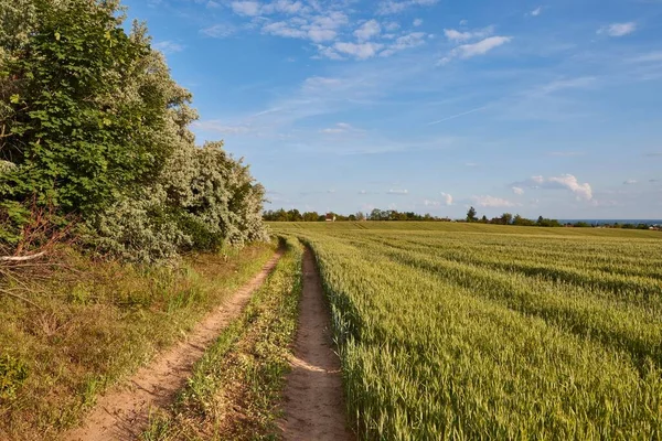 Countryside Path Green Fields Trees — Stock Photo, Image