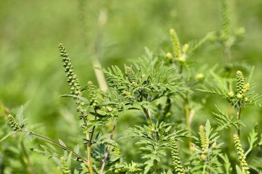 Ragweed bitkisi. Ağustosun sonunda polen salgılamak alerjiye neden oluyor.