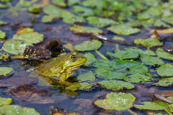 Mokrá Žába Vodních Rostlinách Vlnící Povrch — Stock fotografie