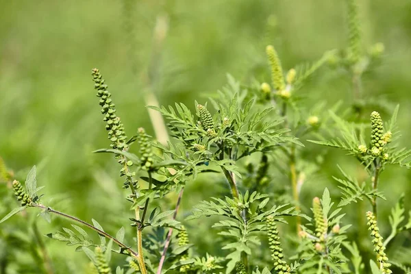 Ragweed Pflanze Die Ende August Hochallergische Pollen Freisetzt Und Bei — Stockfoto