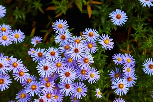 Veel Kleine Bloemen Een Tuin — Stockfoto