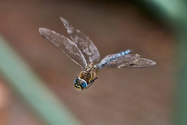 Dragonfly Makro Flugt Skud Midt Luften - Stock-foto