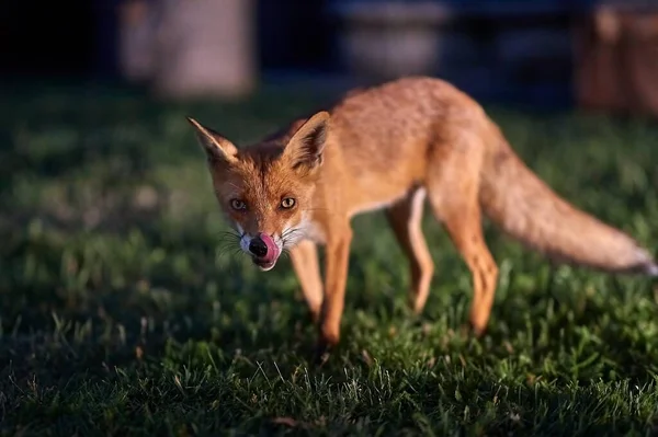 Wild Red Fox Coming Countryside Backyard Woods Dark Evening — Zdjęcie stockowe