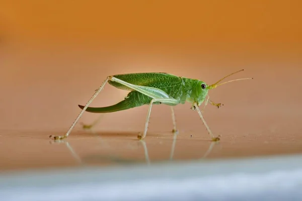 Grasshopper Macro Een Tafel Een Kamer — Stockfoto