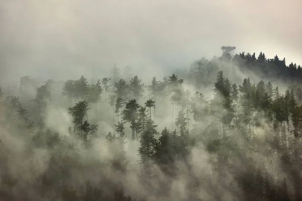 Mist Die Dennenbossen Bedekt Mistig Landschap — Stockfoto