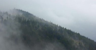 Dağ çam ağaçlarının ormanlarını kaplayan sis bulutların hareket ettiği sisli manzara, dramatik kasvetli manzara.