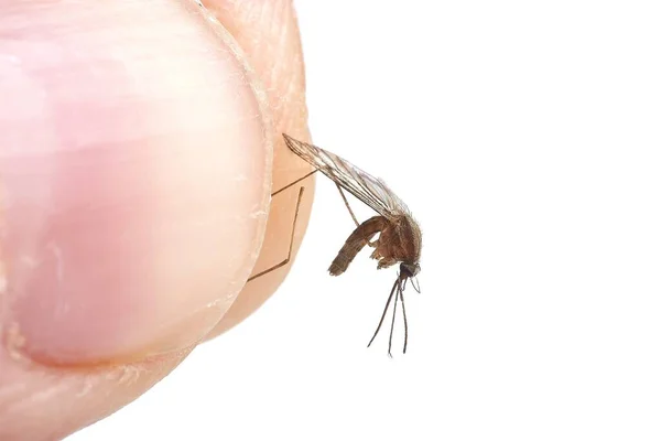 Комарі Тримаються Між Пальцями Після Спійманий Вручну Білий Фон — стокове фото