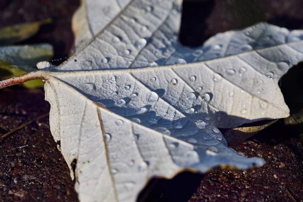 Padlý List Zemi Pokrytý Dešťovou Kapek Mokrý — Stock fotografie