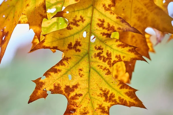Herfst Blad Herfst Kleuren Bladeren Beginnen Vallen — Stockfoto