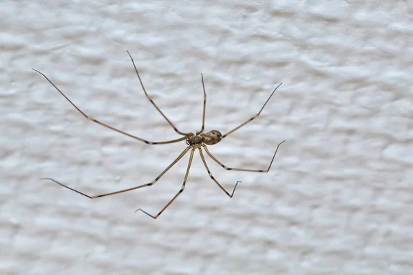 Κοντινό Πλάνο Αράχνης Στον Τοίχο Μακριά Πόδια — Φωτογραφία Αρχείου