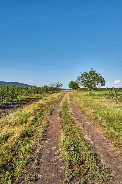 Campiña Camino Camino Tierra Largo Plantación Uva Verano — Foto de Stock