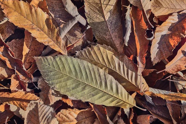 Padající Podzimní Listí Zem — Stock fotografie