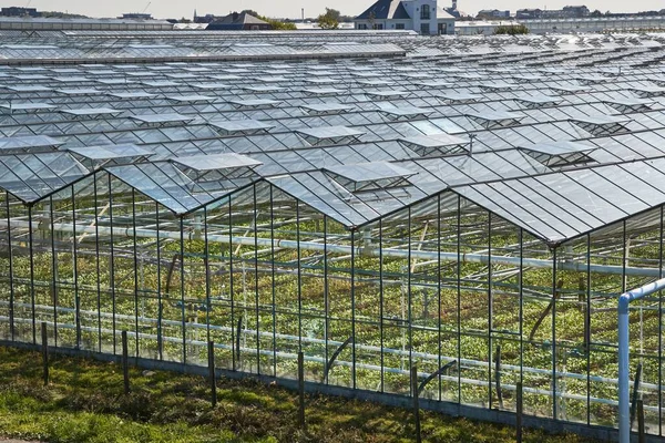 オランダのガラス温室の大面積 — ストック写真