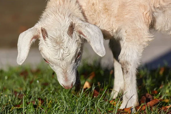 Lamb Grazing Farm Closeup Animal Head — Stock Photo, Image