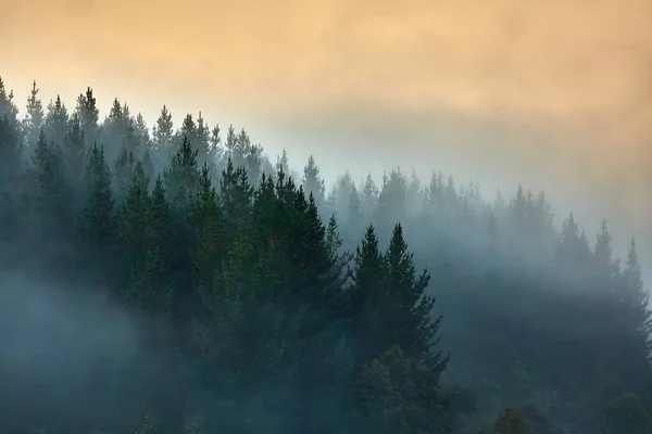 Berge Mit Wäldern Nebel Und Nebel Kiefern lizenzfreie Stockfotos