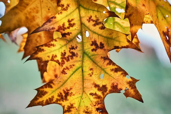 秋天的叶子秋天的颜色 树叶开始脱落 多彩的叶子特写 — 图库照片