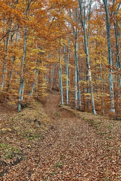 秋天树叶斑斓的森林 — 图库照片