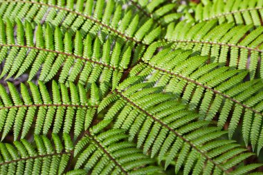 Eğreltiotu taze yeşil bitki örtüsü bırakır.