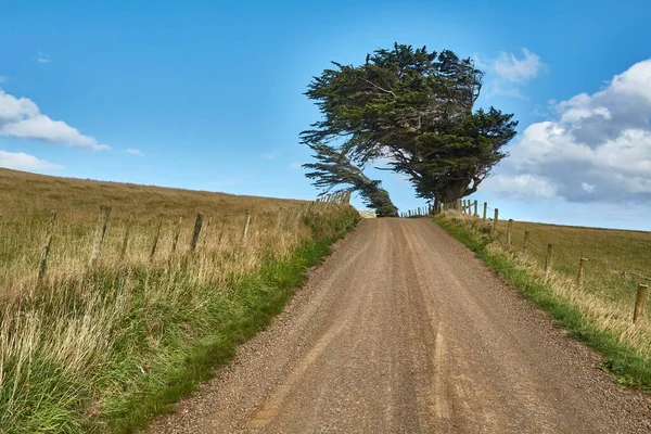 Green Hills Tree Tortured Constaaant Wind Countryside New Zealand — Stock Photo, Image
