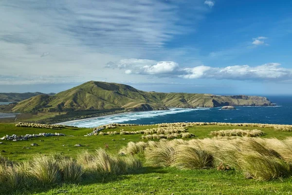 Groene Heuvels Met Vers Gras Otago Schiereiland Nieuw Zeeland — Stockfoto