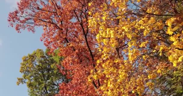 Folhas Outono Coloridas Topos Árvores Altas Outono — Vídeo de Stock