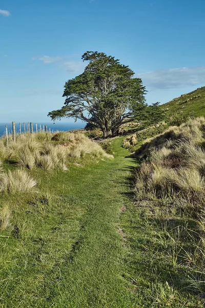 新西兰奥塔戈半岛绿山 绿草繁茂 树木繁茂 — 图库照片