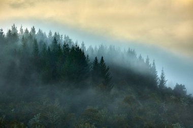 Mountains with forest covered in mist and fog, pine trees clipart