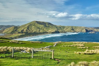 Otago Yarımadası üzerinde çimenli yeşil tepeler Yeni Zelanda, kırsal alan
