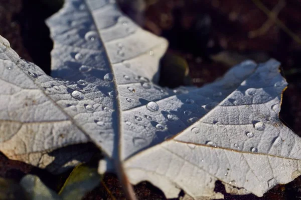 Fallen Leaf Ground Covered Raindrops Wet — Stock Photo, Image