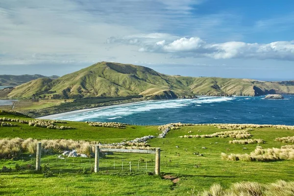 Colinas Verdes Com Grama Península Otago Nova Zelândia Paisagem Rural Imagens De Bancos De Imagens