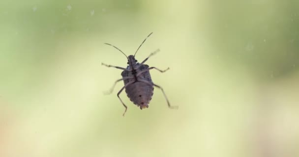 Stink Bug Kruipen Een Ruit Glazen Oppervlak — Stockvideo