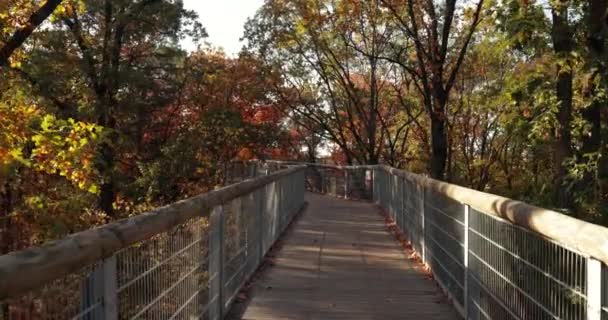 走在秋天的树之间 树梢树冠带着五彩缤纷的落叶走在小径上 — 图库视频影像
