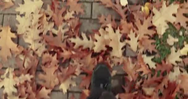 Podzimní Procházka Kopat Padlé Listy Zemi Snímků Záběry — Stock video