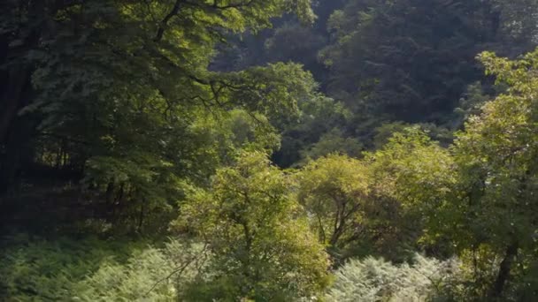 背の高い木の間の夏のドローンの空中ビューで緑豊かな森 — ストック動画