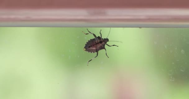 Stink Bug Een Ruit Glas Oppervlak Kruipen Rond Herfst Zonlicht — Stockvideo