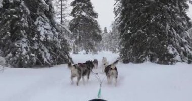 Köpek kızağı Kuzey Finlandiya 'nın karlı kış ormanlarından geçiyor. Laponya' nın ilk POV manzaralı yeri.
