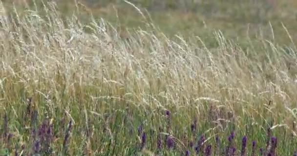 太陽光と風で背の高い草と野生の花 遅い動き乾燥した天候 — ストック動画