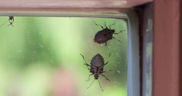 Stinkende Insecten Een Ruit Glazen Oppervlak Kruipen Rond Herfst — Stockvideo