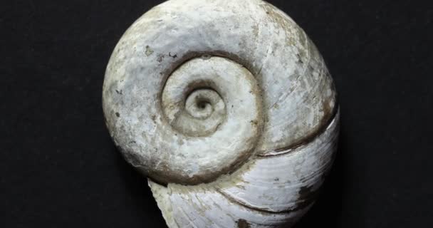 Coquille Escargot Spirale Pattenr Filature Près — Video