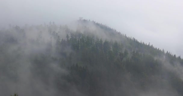 Ομίχλη Που Καλύπτει Ορεινά Πευκοδάση Ομιχλώδες Τοπίο Σύννεφα Που Κινούνται — Αρχείο Βίντεο