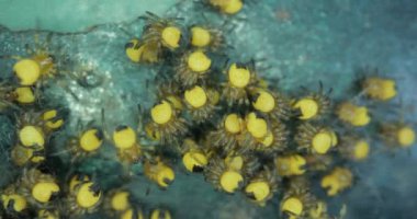 Yavru örümcekler kümesi, Avrupa Bahçesi Örümcek Araneus Diadematus, Çapraz örümcek yavruları, 4k 60 fps