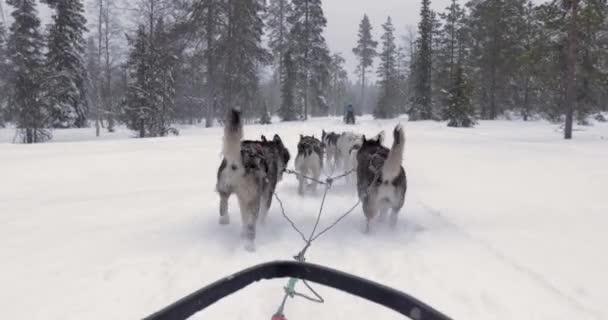 Paseo Trineo Perros Través Bosques Pinos Nevados Del Norte Finlandia — Vídeos de Stock