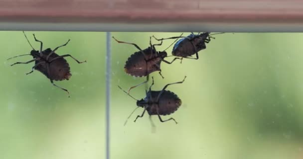 Stinkende Insecten Een Ruit Glazen Oppervlak Kruipen Rond Herfst — Stockvideo