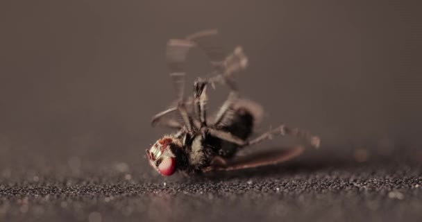 Vliegen Gevallen Sterven Insecticide Worstelen Met Laatste Druppel Kracht Energie — Stockvideo