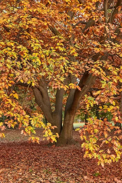 Árbol Parque Colores Otoñales Hojas Que Comienzan Caer — Foto de Stock