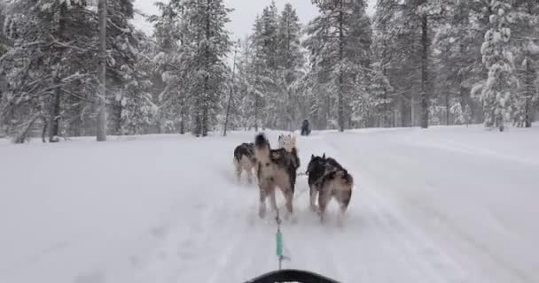 Dog Sled Ride Snowy Winter Forests Northern Finland First Person — Stock Video