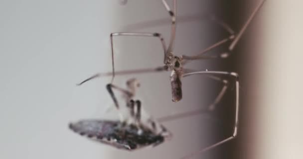 Pók Közelkép Cérnával Takarta Zsákmányát Büdös Bogár Fogott Pókháló 60Fps — Stock videók