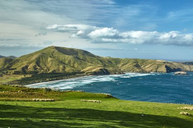 Yeni Zelanda 'daki Otago Yarımadası' nda taze çimenli yeşil tepeler