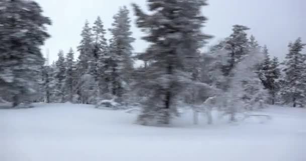 Bosque Nórdico Nevado Paisaje Invernal Vista Finlandia — Vídeos de Stock